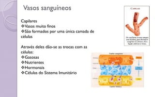 Vasos sanguíneos
Capilares
Vasos muito finos
São formados por uma única camada de
células
Através deles dão-se as trocas com as
células:
Gasosas
Nutrientes
Hormonais
Células do Sistema Imunitário
 