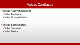 ▪ Valvas Atrioventriculares
▪ Valva Tricúspide
▪ Valva Bicúspide/Mitral
▪ Valvas Semilunares
▪ Valva Pulmonar
▪ Valva Aórtica
 