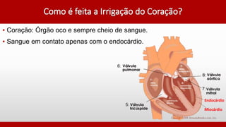 ▪ Coração: Órgão oco e sempre cheio de sangue.
▪ Sangue em contato apenas com o endocárdio.
Miocárdio
Endocárdio
 
