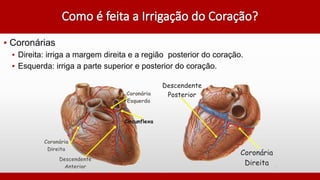 ▪ Coronárias
▪ Direita: irriga a margem direita e a região posterior do coração.
▪ Esquerda: irriga a parte superior e posterior do coração.
 