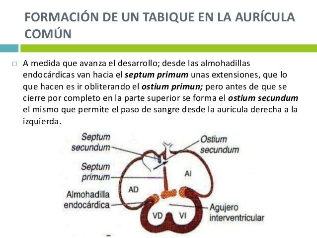 La vena en los pies se ha hinchado