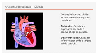 Anatomia do coração – Divisão
O coração humano divide-
se internamente em quatro
cavidades:
Dois átrios: Cavidades
superiores por onde o
sangue chega ao coração
Dois ventrículos: Cavidades
inferiores por onde o sangue
sai do coração.
 