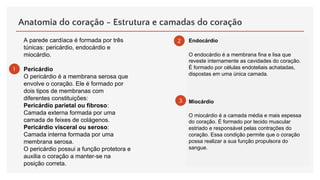 Anatomia do coração - Estrutura e camadas do coração
Endocárdio
O endocárdio é a membrana fina e lisa que
reveste internamente as cavidades do coração.
É formado por células endoteliais achatadas,
dispostas em uma única camada.
Miocárdio
O miocárdio é a camada média e mais espessa
do coração. É formado por tecido muscular
estriado e responsável pelas contrações do
coração. Essa condição permite que o coração
possa realizar a sua função propulsora do
sangue.
A parede cardíaca é formada por três
túnicas: pericárdio, endocárdio e
miocárdio.
Pericárdio
O pericárdio é a membrana serosa que
envolve o coração. Ele é formado por
dois tipos de membranas com
diferentes constituições:
Pericárdio parietal ou fibroso:
Camada externa formada por uma
camada de feixes de colágenos.
Pericárdio visceral ou seroso:
Camada interna formada por uma
membrana serosa.
O pericárdio possui a função protetora e
auxilia o coração a manter-se na
posição correta.
1
2
3
 