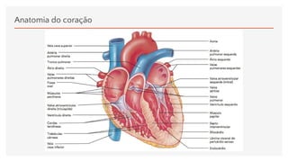 Anatomia do coração
 