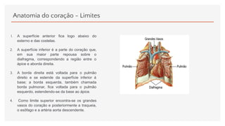 Anatomia do coração - Limites
1. A superfície anterior fica logo abaixo do
esterno e das costelas.
2. A superfície inferior é a parte do coração que,
em sua maior parte repousa sobre o
diafragma, correspondendo a região entre o
ápice e aborda direita.
3. A borda direita está voltada para o pulmão
direito e se estende da superfície inferior à
base; a borda esquerda, também chamada
borda pulmonar, fica voltada para o pulmão
esquerdo, estendendo-se da base ao ápice.
4. Como limite superior encontra-se os grandes
vasos do coração e posteriormente a traqueia,
o esôfago e a artéria aorta descendente.
 