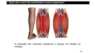 A contração dos músculos impulsiona o sangue em direção ao
coração.
8/8
Músculo contraído
• Quais são e como são constituídos os vasos sanguíneos?
 