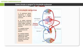 SISTEMA CARDIOVASCULAR
Como circula o sangue? A circulação pulmonar
 