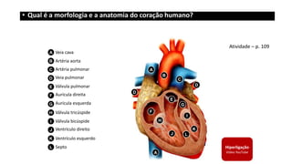 E
F
G
H
I
J
K
L
B
A
C
D
A
D
A
B
C
D
E
F
G
H
I
J
K
L
Veia cava
Artéria aorta
Artéria pulmonar
Veia pulmonar
Válvula pulmonar
Aurícula direita
Aurícula esquerda
Válvula tricúspide
Válvula bicúspide
Ventrículo direito
Ventrículo esquerdo
Septo Hiperligação
Vídeo YouTube
• Qual é a morfologia e a anatomia do coração humano?
Atividade – p. 109
 