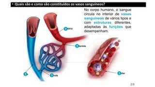 No corpo humano, o sangue
circula no interior de vasos
sanguíneos de vários tipos e
com estruturas diferentes,
adaptadas às funções que
desempenham.
Artéria
Arteríola?
Capilar?
Vénula?
Veia?
2/8
?
• Quais são e como são constituídos os vasos sanguíneos?
 