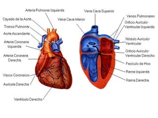 Sistema cardiovascular1