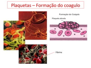 Plaquetas – Formação do coagulo
Fibrina
 