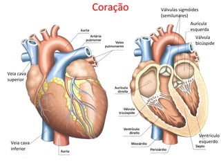 Coração Válvulas sigmóides
(semilunares)
Aurícula
esquerda
Válvula
bicúspide
Ventrículo
esquerdo
Veia cava
superior
Veia cava
inferior
 
