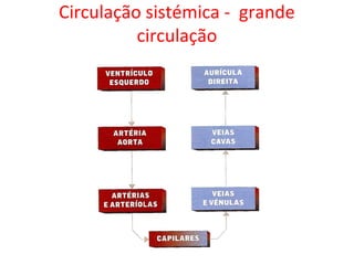 Circulação sistémica - grande
circulação
 