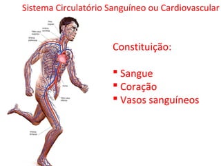 Sistema Circulatório Sanguíneo ou Cardiovascular
Constituição:
 Sangue
 Coração
 Vasos sanguíneos
 