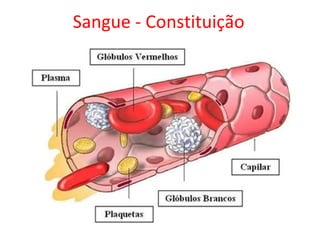 Sangue - Constituição
 
