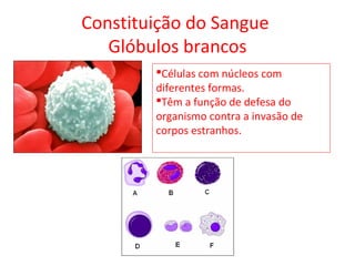 Constituição do Sangue
Glóbulos brancos
Células com núcleos com
diferentes formas.
Têm a função de defesa do
organismo contra a invasão de
corpos estranhos.
 