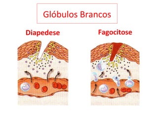 Glóbulos Brancos
Diapedese Fagocitose
 