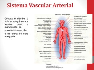 Sistema Vascular Arterial 
Conduz e distribui o 
volume sanguíneo aos 
tecidos, para a 
manutenção da 
pressão intravascular 
e da oferta de fluxo 
adequada. 
Imagem 4 
Constituiçao do SVA 
Fonte:www.espanol.iplace.cz 
 
