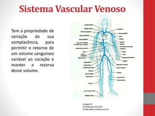 Sistema Vascular Venoso 
Tem a propriedade de 
variação da sua 
complacência, para 
permitir o retorno de 
um volume sanguíneo 
variável ao coração e 
manter a reserva 
desse volume. 
Imagem 6 
Constituiçao do SVV 
Fonte:www.euachei.com.br 
 