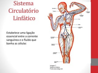 Sistema 
Circulatório 
Linfático 
Estabelece uma ligação 
essencial entre a corrente 
sanguínea e o fluído que 
banha as células 
Imagem 7 
Sistema linfatico 
Fonte:www.teliga.net 
 