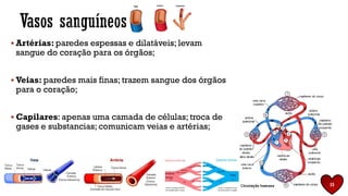 ▪ Artérias: paredes espessas e dilatáveis; levam
sangue do coração para os órgãos;
▪ Veias: paredes mais finas; trazem sangue dos órgãos
para o coração;
▪ Capilares: apenas uma camada de células; troca de
gases e substancias; comunicam veias e artérias;
15
 