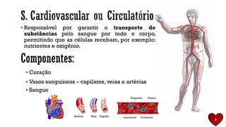 ▪ Responsável por garantir o transporte de
substâncias pelo sangue por todo o corpo,
permitindo que as células recebam, por exemplo:
nutrientes e oxigênio.
Componentes:
▪ Coração
▪ Vasos sanguíneos – capilares, veias e artérias
▪ Sangue
3
Artéria Veia Capilar
Plaquetas Plasma
Leucócitos Eritrócitos
 