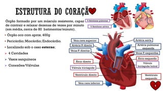 6
Átrio direito
Átrio esquerdo
Ventrículo direito Ventrículo
esquerdo
Veia cava superior
Veia cava inferior
Artéria pulmonar
esquerda
Artéria P. direita
Veias P. esquerdas
Veias P. direitas
Válvula tricúspide
Válvula
bicúspide/mitral
Artéria aorta
▪ Órgão oco com aprox. 400g
▪ Pericárdio; Miocárdio; Endocárdio.
▪ Localizado sob o osso esterno;
➢ 4 Cavidades
➢ Vasos sanguíneos
➢ Conexões/Válvulas
V. Semilunar pulmonar
V. Semilunar aórtica
Órgão formado por um músculo resistente, capaz
de contrair e relaxar dezenas de vezes por minuto
(em média, cerca de 80 batimentos/minuto).
 