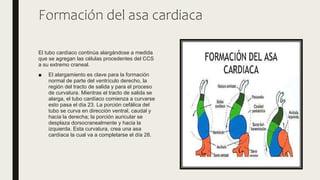 Sistema cardiovascular 
