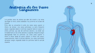 Los grandes vasos, las arterias que salen del corazón y las venas
que llegan al mismo, están localizados muy próximos en la base del
corazón.
Entre ellos se encuentran la aorta, las venas cavas superior e
inferior, las arterias y las venas pulmonares. La aorta transporta
sangre oxigenada desde el ventrículo izquierdo hasta el cuerpo. La
arteria pulmonar, que sale del ventrículo derecho y se divide casi
inmediatamente en las ramas derecha e izquierda, transporta sangre
desoxigenada hasta los pulmones. Las venas cavas superior e
inferior la llevan desde las partes superior e inferior del cuerpo,
respectivamente, hasta la aurícula derecha. Las venas pulmonares
devuelven sangre oxigenada desde los pulmones hasta la aurícula
izquierda.
k
 