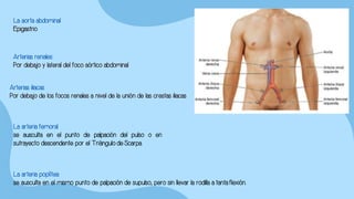 La aorta abdominal
Epigastrio
La arteria femoral
se ausculta en el punto de palpación del pulso o en
sutrayecto descendente por el Triángulo de Scarpa.
La arteria poplítea
se ausculta en el mismo punto de palpación de supulso, pero sin llevar la rodilla a tanta flexión.
Arterias renales:
Por debajo y lateral del foco aórtico abdominal
Arterias iliacas
Por debajo de los focos renales a nivel de la unión de las crestas iliacas
 