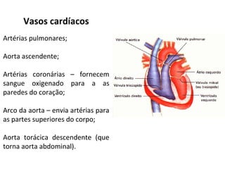 Vasos cardíacos
Artérias pulmonares;
Aorta ascendente;
Artérias coronárias – fornecem
sangue oxigenado para a as
paredes do coração;
Arco da aorta – envia artérias para
as partes superiores do corpo;
Aorta torácica descendente (que
torna aorta abdominal).
 