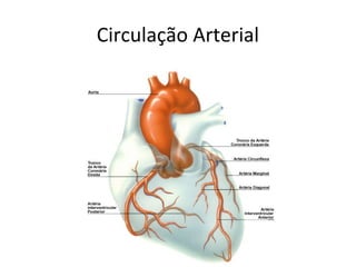 Circulação Arterial
 