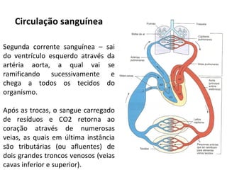 Circulação sanguínea
Segunda corrente sanguínea – sai
do ventrículo esquerdo através da
artéria aorta, a qual vai se
ramificando sucessivamente e
chega a todos os tecidos do
organismo.
Após as trocas, o sangue carregado
de resíduos e CO2 retorna ao
coração através de numerosas
veias, as quais em última instância
são tributárias (ou afluentes) de
dois grandes troncos venosos (veias
cavas inferior e superior).
 