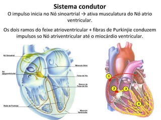 Sistema condutor
O impulso inicia no Nó sinoartrial → ativa musculatura do Nó atrio
ventricular.
Os dois ramos do feixe atrioventricular + fibras de Purkinjie conduzem
impulsos so Nó atriventricular até o miocárdio ventricular.
 