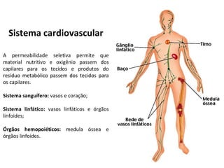 Sistema cardiovascular
A permeabilidade seletiva permite que
material nutritivo e oxigênio passem dos
capilares para os tecidos e produtos do
resíduo metabólico passem dos tecidos para
os capilares.
Sistema sanguífero: vasos e coração;
Sistema linfático: vasos linfáticos e órgãos
linfoides;
Órgãos hemopoiéticos: medula óssea e
órgãos linfoides.
 