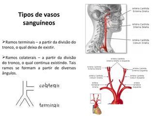 Tipos de vasos
sanguíneos
Ramos terminais – a partir da divisão do
tronco, o qual deixa de existir.
Ramos colaterais – a partir da divisão
do tronco, o qual continua existindo. Tais
ramos se formam a partir de diversos
ângulos.
 