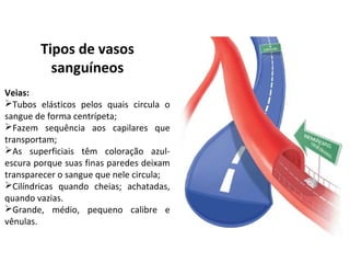 Tipos de vasos
sanguíneos
Veias:
Tubos elásticos pelos quais circula o
sangue de forma centrípeta;
Fazem sequência aos capilares que
transportam;
As superficiais têm coloração azul-
escura porque suas finas paredes deixam
transparecer o sangue que nele circula;
Cilíndricas quando cheias; achatadas,
quando vazias.
Grande, médio, pequeno calibre e
vênulas.
 