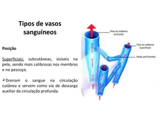 Tipos de vasos
sanguíneos
Posição
Superficiais: subcutâneas, visíveis na
pele, sendo mais calibrosas nos membros
e no pescoço.
Drenam o sangue na circulação
cutânea e servem como via de descarga
auxiliar da circulação profunda.
 