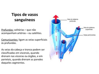 Tipos de vasos
sanguíneos
Profundas: solitárias – que não
acompanham artérias – ou satélites.
Comunicantes: ligam as veias superficiais
às profundas.
As veias da cabeça e tronco podem ser
classificadas em viscerais, quando
drenam nas vísceras ou órgãos, e em
parietais, quando drenam as paredes
daqueles segmentos.
 