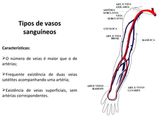 Tipos de vasos
sanguíneos
Características:
O número de veias é maior que o de
artérias;
Frequente existência de duas veias
satélites acompanhando uma artéria;
Existência de veias superficiais, sem
artérias correspondentes.
 