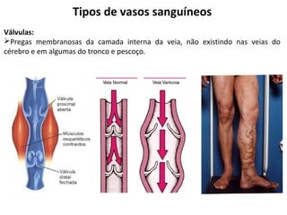 Tipos de vasos sanguíneos
Válvulas:
Pregas membranosas da camada interna da veia, não existindo nas veias do
cérebro e em algumas do tronco e pescoço.
 