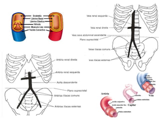 Sistema cardiovascular 