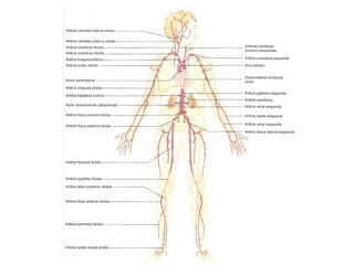 Sistema cardiovascular 