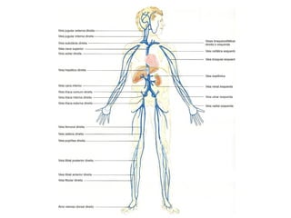 Sistema cardiovascular 