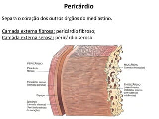 Pericárdio
Separa o coração dos outros órgãos do mediastino.
Camada externa fibrosa: pericárdio fibroso;
Camada externa serosa: pericárdio seroso.
 