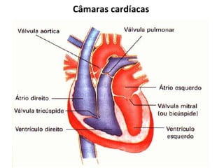 Câmaras cardíacas
 