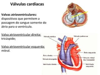 Válvulas cardíacas
Valvas atrioventriculares:
dispositivos que permitem a
passagem do sangue somente do
átrio para o ventrículo.
Valva atrioventricular direita:
tricúspide;
Valva atrioventricular esquerda:
mitral.
 