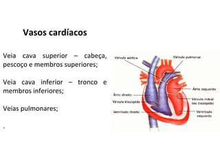 Vasos cardíacos
Veia cava superior – cabeça,
pescoço e membros superiores;
Veia cava inferior – tronco e
membros inferiores;
Veias pulmonares;
.
 