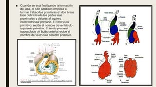 Sistema cardiovascular (2).pptx