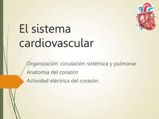 El sistema
cardiovascular
Organización: circulación sistémica y pulmonar
Anatomía del corazón
Actividad eléctrica del corazón.
 
